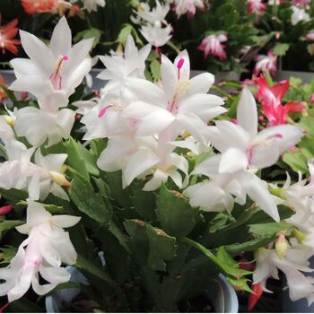 Christmas Cactus Multi Pack Four Plants In 13cm Pots, 3 of 5