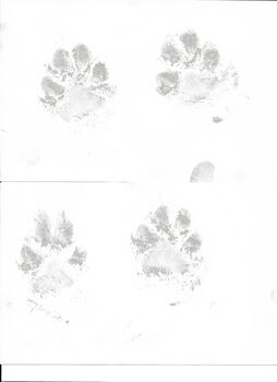 Personalised Pet Paw Print Keepsake Package, 4 of 10