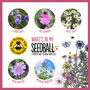 12 Christmas Stocking Filler Wildflower Seed Boxes, thumbnail 6 of 9