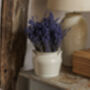 English Dried Lavender Two Bunches As A Gift, thumbnail 3 of 7