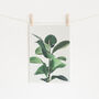 Rubber Fig Botanical Photographic Print, thumbnail 1 of 2