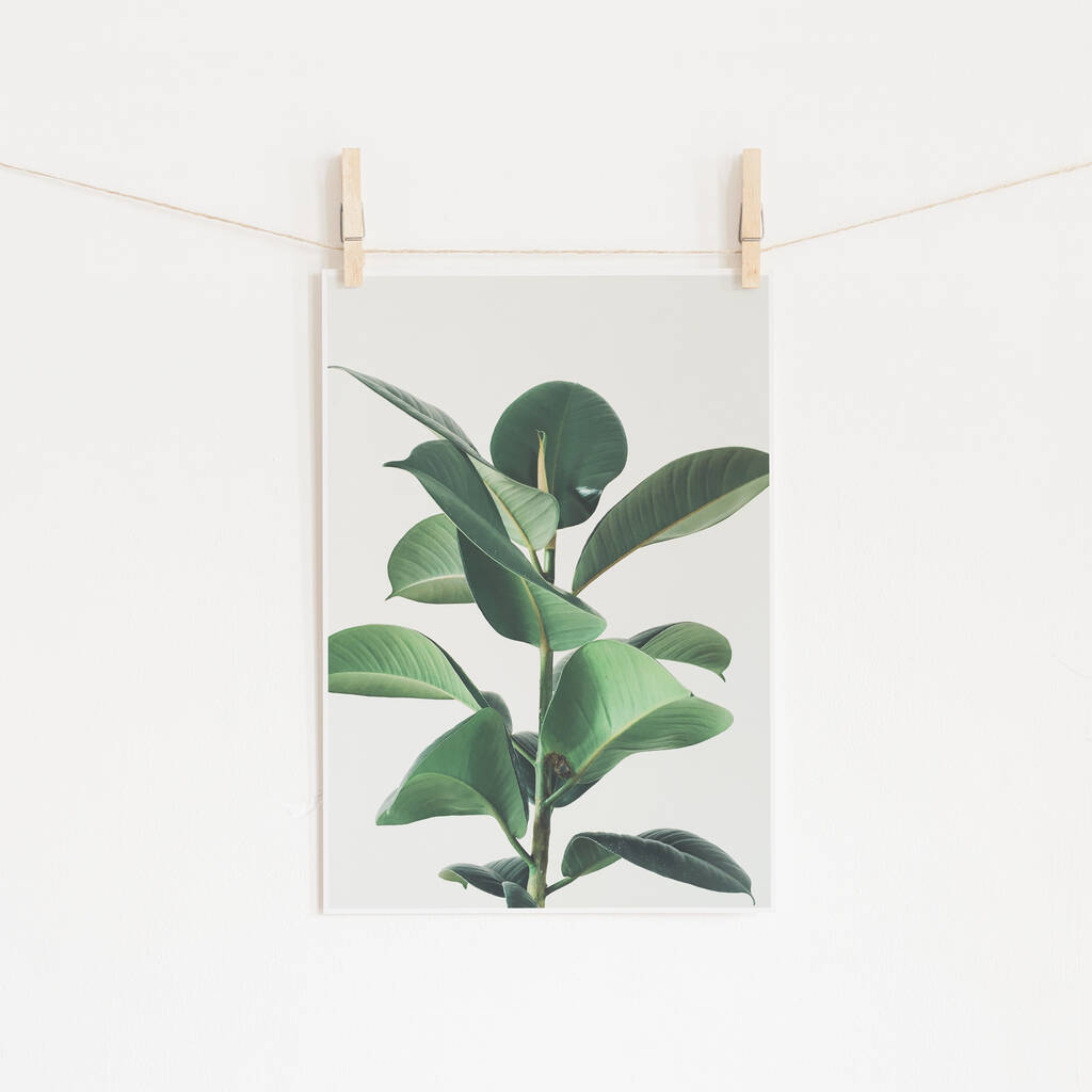 Rubber Fig Botanical Photographic Print, 1 of 2