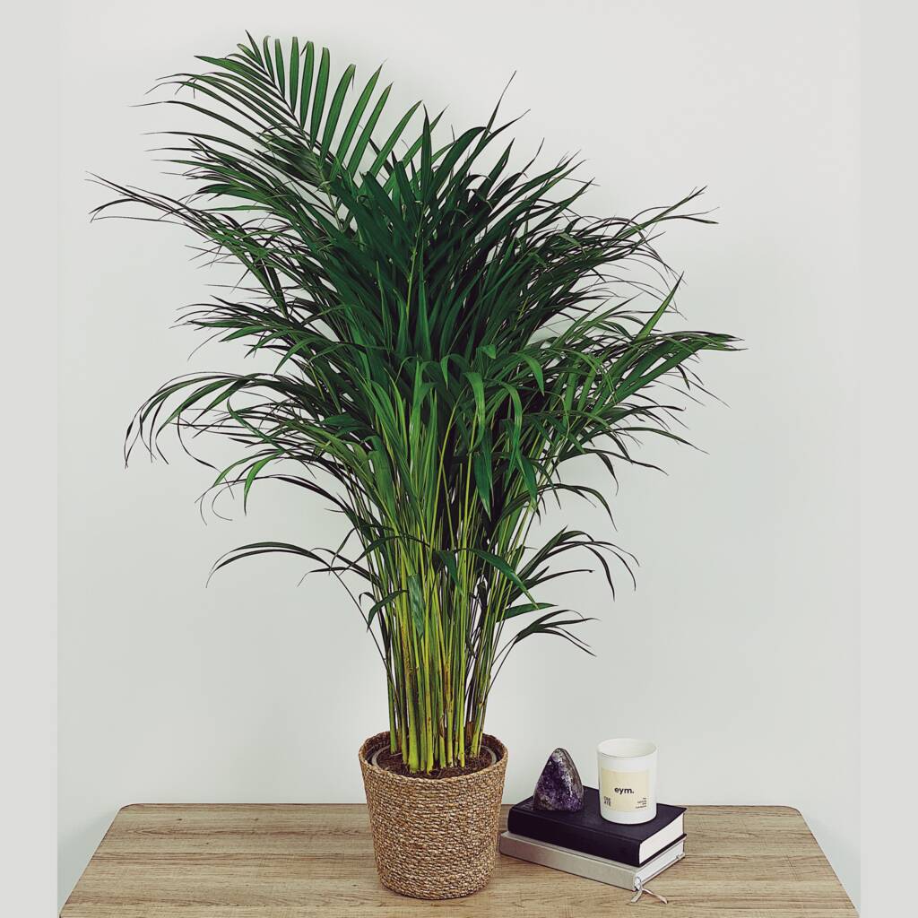 Large Potted Palm Tree With Handwoven Basket By Pointless Plants