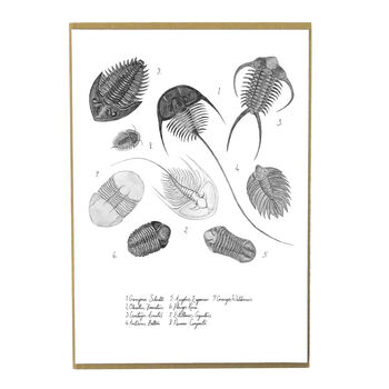 Trilobite Fossil Art Print, 3 of 8