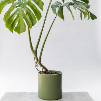 Handmade Eco Plant Pot | Dark Olive Green, 5 of 6