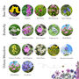 Natural Wildflower Seedball Tin Collection Set, thumbnail 5 of 11