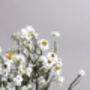 Natural Dried White Daisy Flowers, thumbnail 2 of 4