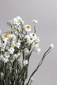 Natural Dried White Daisy Flowers, 2 of 4