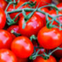 Tomato Seeds 'Gardener's Delight' 12 X Seed Pack, thumbnail 4 of 5