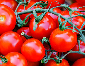 Tomato Seeds 'Gardener's Delight' 12 X Seed Pack, 4 of 5