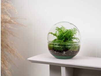 Terrarium Kit With Fern For Beginners | 'Galway', 8 of 9