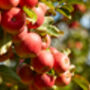 Apple Trees 'Sunset', thumbnail 6 of 12