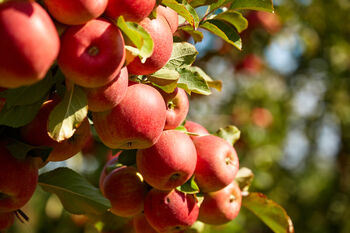 Apple Trees 'Sunset', 6 of 12