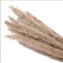 Pampas Grass Decor Quantity 15 Stalks In Natural Colour, thumbnail 2 of 5