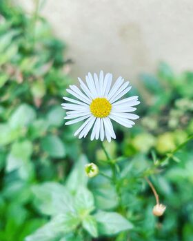 Heart Earrings With Daisies And Gold Beads, 11 of 12