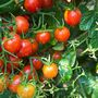 Tomato Plants 'Sweet And Neat' Plug Plant Pack, thumbnail 3 of 6