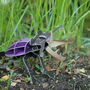 Build Your Own Personalised Stag Beetle, thumbnail 4 of 9