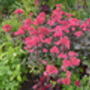 Sedum Plants ‘Munstead Dark Red’, thumbnail 5 of 5