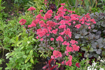 Sedum Plants ‘Munstead Dark Red’, 5 of 5