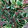 Pair Of Artificial Topiary Fig Trees, thumbnail 6 of 6