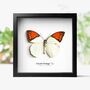 Great Orange Tip Insect Bug Moth Butterfly Box Frame Entomology Taxidermy Interior Design Modern Home Decor Wall Hanging Gift Ornament, thumbnail 1 of 4