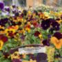 Flowers Viola 'Fireworks Mix' 20 X Plant Pack, thumbnail 6 of 6