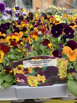 Flowers Viola 'Fireworks Mix' 20 X Plant Pack, 6 of 6