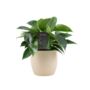 Philodendron White Wave – Indoor Plant 12cm, thumbnail 5 of 5