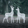 Plug In LED Reindeer Xl Stag And Doe Christmas Figures, thumbnail 4 of 6