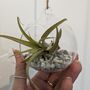 Airplant In Glass Bauble Open Terrarium, thumbnail 5 of 11