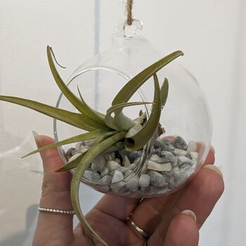 Airplant In Glass Bauble Open Terrarium, 5 of 11