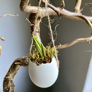 Hanging Eggs Filled With Muscari, 6 of 8