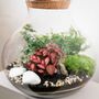 Complete Diy Terrarium Kit | 'Calgary', thumbnail 4 of 11