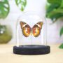 Red Lacewing Butterfly Moth Insect Bug Entomology Taxidermy Bell Jar, thumbnail 1 of 4