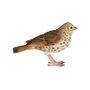 Lifelike Song Thrush Bird Ornament Indoor Outdoor Gift, thumbnail 1 of 6