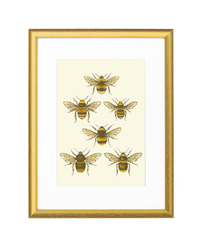 'British Bees' Fine Art Print Colour, 6 of 8