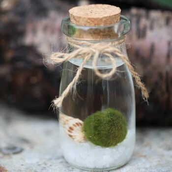 Marimo Moss Ball Terrarium In A Glass Milk Jar, 5 of 5