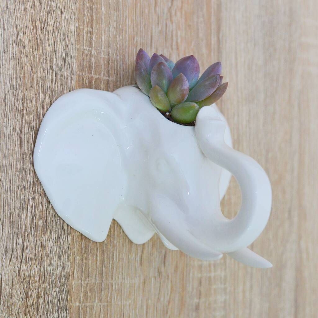 Elephant Wall Hanging Plant Pot With Choice Of Plant By DingaDing