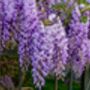 Wisteria Sinensis 'Prolific' Large Plant In Five L Pot, thumbnail 5 of 5