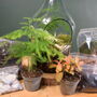 Open Terrarium Kit With Two Terrarium Plants, thumbnail 2 of 10