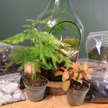 Open Terrarium Kit With Two Terrarium Plants, 2 of 10
