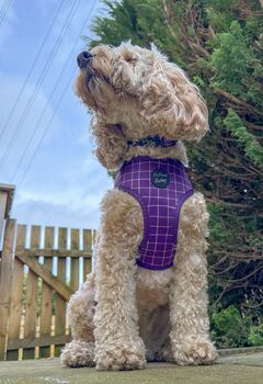 Royal Purple Patch Dog Collar, 6 of 6