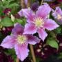 Clematis Piilu – Early Pink Climbing Clematis 3 L, thumbnail 1 of 5
