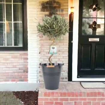 Spiral Olive Tree In 23cm Pot – 80–90cm Tall, 4 of 5
