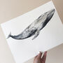 Blue Whale Watercolour Fine Art Print, thumbnail 3 of 4