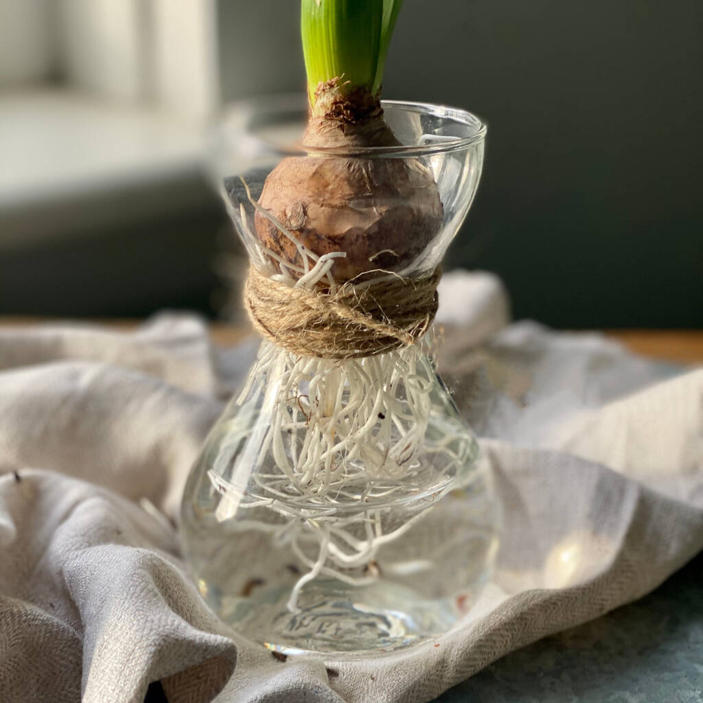 Fresh Flowering Hyacinth Bulb Glass Vase By Goods & Ware
