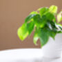 Philodendron Scandens Sweetheart Plant 15cm Hanging Pot, thumbnail 4 of 5