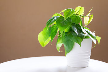 Philodendron Scandens Sweetheart Plant 15cm Hanging Pot, 4 of 5