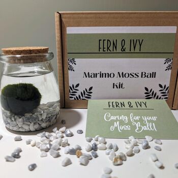 Marimo Moss Ball Kit Plant Lover Gift, 8 of 12