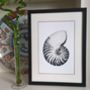 Framed Limited Edition Nautilus Shell Giclee Print, thumbnail 1 of 7